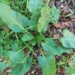 Rumex spinosus Blatt