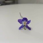 Viola suavis Blüte