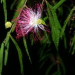 Calliandra magdalenae Elinympäristö