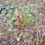 Equisetum arvense Fiore