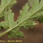 Erodium neuradifolium