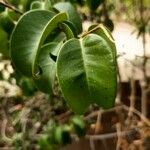 Ipomoea spathulata Leaf