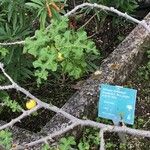 Solanum linnaeanum Lapas