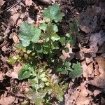 Lactuca muralis عادت