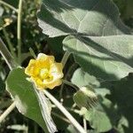 Abutilon theophrasti Flower