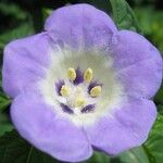 Nicandra physalodes Çiçek