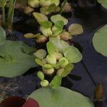 Eichhornia crassipes Leaf