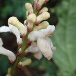 Thomandersia hensii Flower