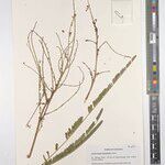 Aeschynomene leptophylla Alia