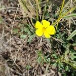 Helianthemum nummularium Natur