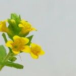 Tozzia alpina Flower