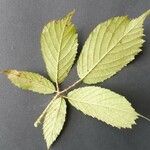 Rubus koehleri 葉