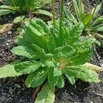 Primula vialii Habitat