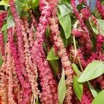 Amaranthus caudatus 花