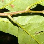 Pouteria trilocularis Levél
