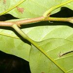 Pouteria trilocularis Leaf