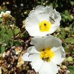 Cistus salviifolius 花