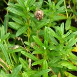 Helianthemum nummularium Blad