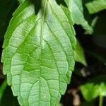 Ocimum gratissimum Leaf