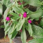 Gomphrena globosaFlower