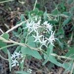 Cynanchum acutum Λουλούδι