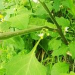 Solanum villosum Rhisgl