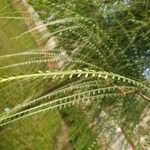 Parkinsonia aculeata पत्ता