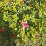 Hibiscus rosa-sinensis Folha