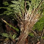 Selaginella pallescens Агульны выгляд