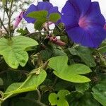 Ipomoea indica花