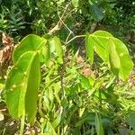 Intsia bijuga 整株植物