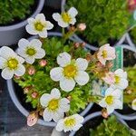 Saxifraga cespitosa Flor