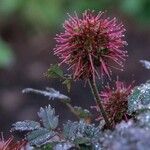 Acaena microphylla Blüte