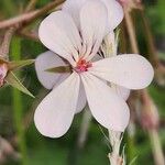 Pelargonium quinquelobatum Flors