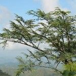 Vachellia xanthophloea पत्ता