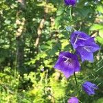 Campanula persicifoliaŽiedas