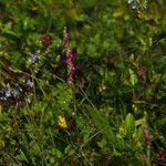 Spiranthes sinensis ശീലം