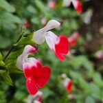 Salvia microphylla Blüte