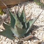 Agave havardiana 叶