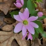 Anemonella thalictroidesBloem