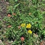 Senecio ampullaceus Flower