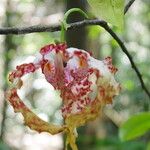 Monodora tenuifolia Flor