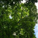 Juglans nigra Libunga