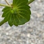 Acalypha australis ഫലം