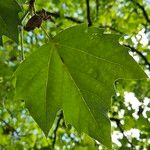 Platanus × hispanica Leaf