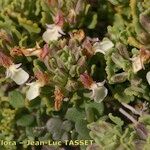 Teucrium buxifolium Kukka