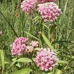 Asclepias incarnata Цвят