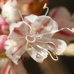 Eriogonum strictum Fleur