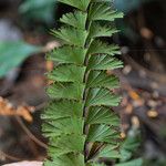 Adiantum caudatum Fulla