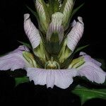 Acanthus montanus Flower